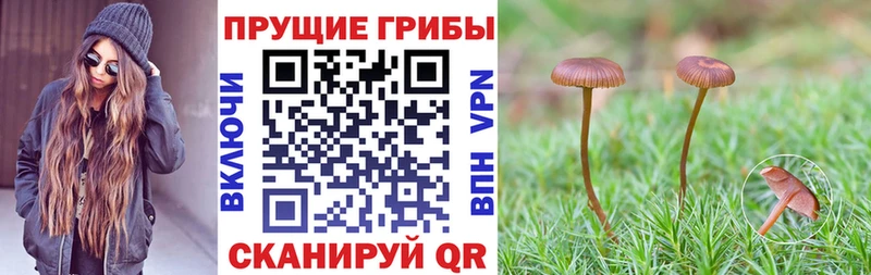Псилоцибиновые грибы Psilocybine cubensis  купить наркотики цена  Междуреченск 